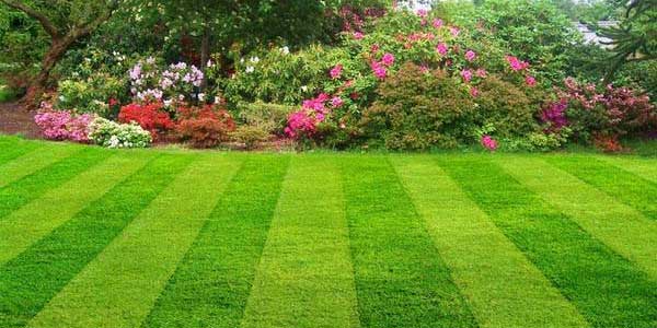 Lawn Mowing Services